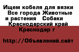 Ищем кобеля для вязки - Все города Животные и растения » Собаки   . Краснодарский край,Краснодар г.